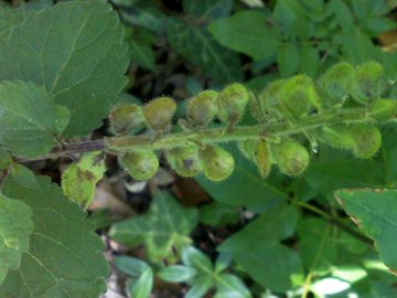 Scutellaria columnae